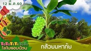 TataTitiToto ไดโนจอมป่วน : กล้วยมหาภัย (12 มี.ค. 60)