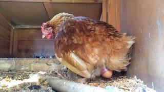 Chicken laying an egg