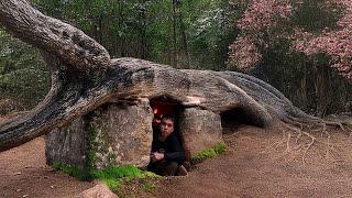 Building a Warm and Cozy Hollow for Survival, in the root of a fallen spruce. Underground House