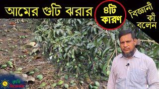 আমের গুটি ঝরার ৪টি কারণ ও প্রতিকার। Mango fruit Drop control