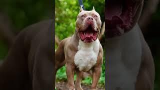 pet lover #presentalightmotionpresetalightmotion #dogshorts #pitbull #video