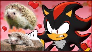 If Shadow The Hedgehog was in a Cute Hedgehogs Compilation Video