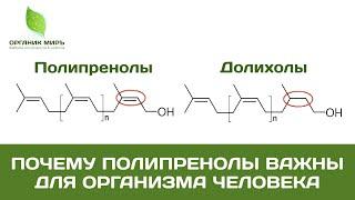 Почему полипренолы важны для организма человека -  органикМИРЪ