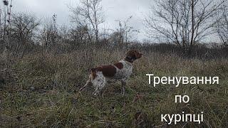 Epagneul Breton ROUS | Тренування по куріпці | Training a dog for a gray partridge.