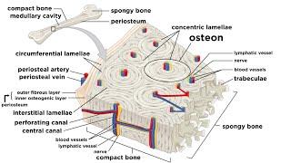 Bones: Structure and Types