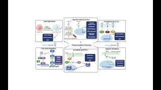 Unraveling the Synergy_ How Growth Factors Cooperate to Promote Tumorigenesis