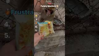 Top 5 Funniest Monkeys That Act Like Humans 