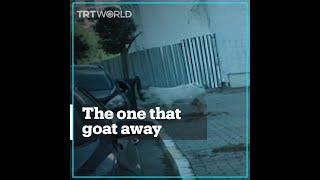 Goat attacks car after noticing reflection