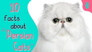 Top 10 Facts about Persian Cats | Furry Feline Facts