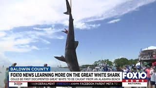 Learning more about the Great White found in Orange Beach