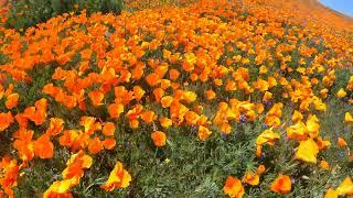 California Super Bloom