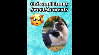 Cat and Bunny Sweet Moments.#catandbunnysweetmoments