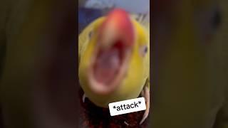 Beaker to the rescue! #grumpy #talkingparrot #talkingbird #cuteanimals #funnyanimals