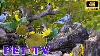 First Day of Fall Celebration Pet TV | Nature Entertainment With Quarreling Squirrels and Blue Jays