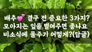 배추 결구 전 중요한 3가지? 모아지는 잎을 벌려주면 좋나요? 비소식에 물주기 어떻게?