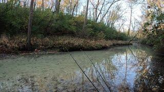 Multi species beat down in a crystal clear creek