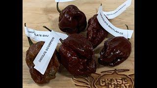 5 Chocolate Superhots grown by Rob and Tiff's Super Hot Peppers! When you crave chocolate!