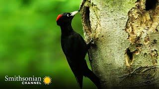 200-Year-Old Tree is a Nesting Location for Woodpeckers  Carpathian Predators | Smithsonian Chann