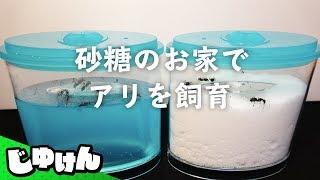 夏の自由研究「蟻の巣を全部砂糖にしたらどうなるの？」【飼育キット】【研究】