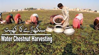 ||Chestnuts Harvesting in LAHORE || Sanghara Most Profitable For Farmers