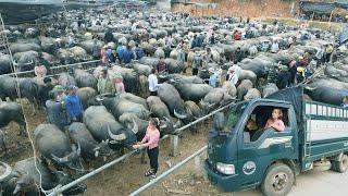 Buy Buffalo Villagers And Use Truck to Transport To Countryside Market To Sell | Giang Thi Ca