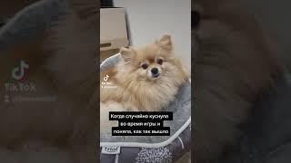 Бывает, что шпиц может куснуть!