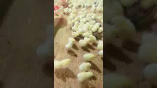 Pakistan poultry Association