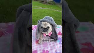 Come EASTER egg hunting with LOULOU the EASTER PUGGY  #easter #cute #shorts #dog