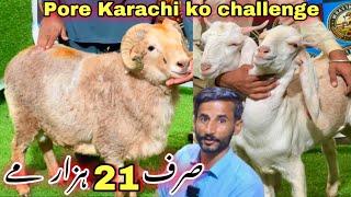 Sirf 21 Hazar Me  Fancy Nayab Dumba Or Bakra Qurbani 2025 || Free Kar Dya Aj  || Bakra Mandi”