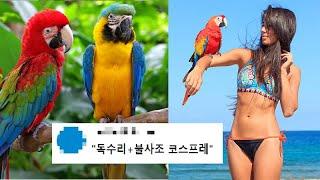 금강앵무, 당신이 모르는 7가지[새캐맨더]