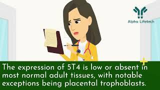 Alpha Lifetech-Understanding 5T4/TPBG Drug Target: Introduction and Significance
