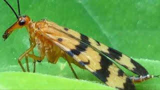 Scorpion fly facts, habits, behavior