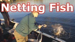 How To Net A Fish