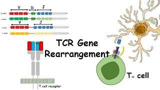 TCR gene rearrangements