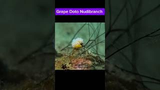 Grape Doto Nudibranch #grapedotonudibranch  #Xiaomi14TPro #seafrogphonehousing  #asafeevideolight