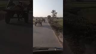 #funnyvideo #funnyanimal #lama #trending #china_photography_tiktok #chinatiktok #chinesedrama