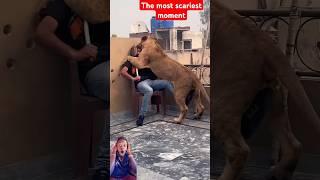 The most scariest moment #lion #simbathegreat #animals #simba #pets #bigcat #zoo