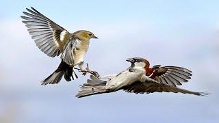 The Beautiful Gray Sparrow Colour Birds Attack Video