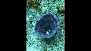 Sea Sponge #sponge #esponja #underwater #seasponge #esponjademar