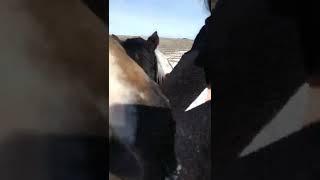 Atta-Kisses Take # 1#horses #dogs #shorts #LanguageofHorses #colorado #pets