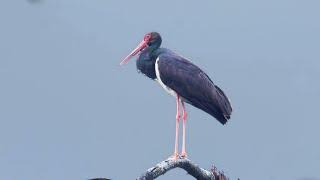 Black Stork - magic moments n the wild | Film Studio Aves