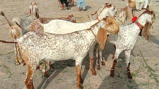 makhi cheeni bakra Mandi pakistan bakra Mandi 2024 Ajmal tv hasilpur 03086171529