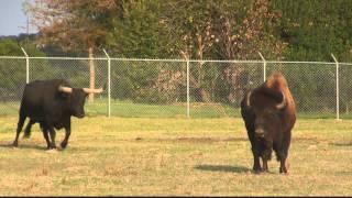 Longhorn and American Buffalo at fence