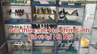 10/11_ giới thiệu các loại chim cảnh giá rẻ tại Hà Nội 0389860987