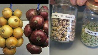 Stringing Onions For Winter Use.