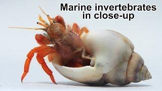 Marine invertebrates in close-up