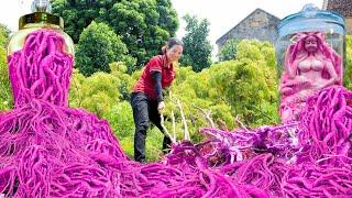 Harvesting Polyscias Fruticosa is a thousand years old - Processing herbs & Polyscias fruticosa wine