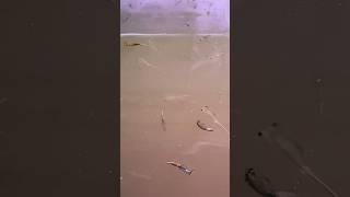 Fairy shrimps