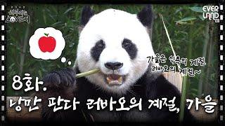 What is Lovuji's personal season? │ Lebao EP.8 The Romantic Panda Lebao's Season, Autumn