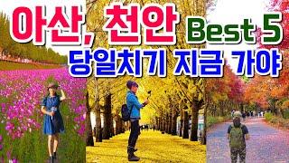 가을 최고의 여행지, 몰라서 못가는 아산,천안 당일치기 여행 Best 5, 현충사 은행나무, 독립기념관 단풍, 아산 은행나무길, 아산 가볼만한곳